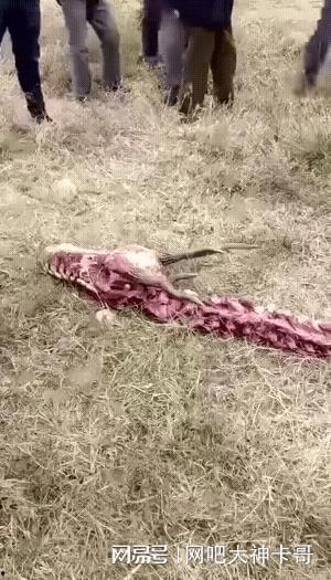 达州野猪爆料事件始末视频,真相与争议的交织 第1张 达州野猪爆料事件始末视频,真相与争议的交织 第1张